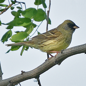 Black-faced Bunting