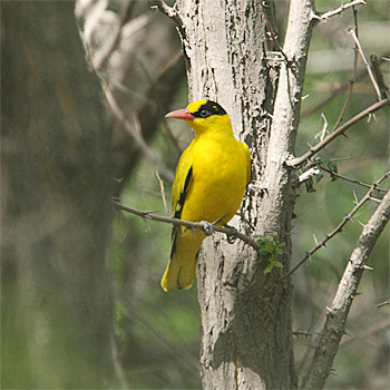 Black-naped Oriole