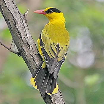 Black-naped Oriole