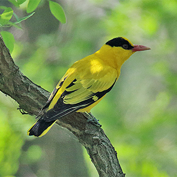 Black-naped Oriole