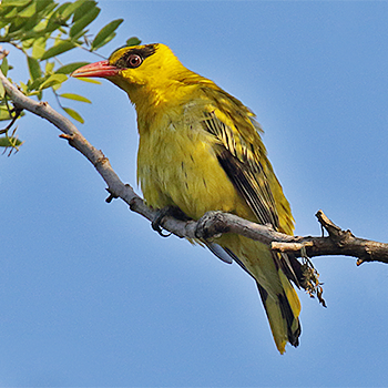 Black-naped Oriole