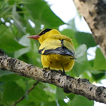 Black-naped Oriole
