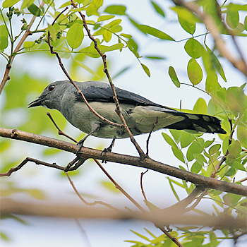 Black-winged Cuckooshrike