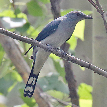 Black-winged Cuckooshrike