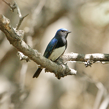 Blue-and-white Flycatcher
