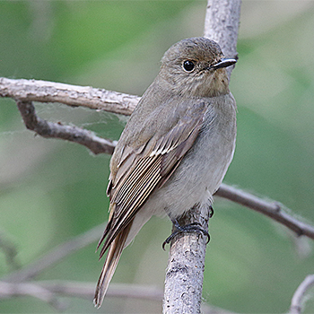 Blue-and-white Flycatcher