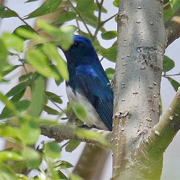 Blue-and-white Flycatcher