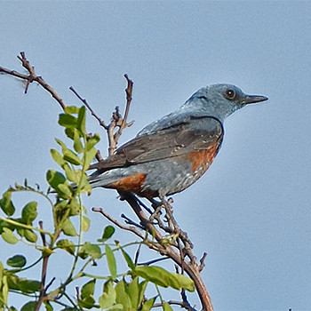Blue Rock-thrush