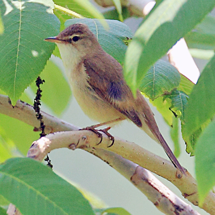 Blunt-winged Warbler