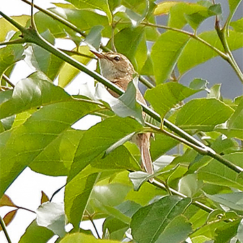 Blunt-winged Warbler