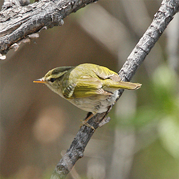 Claudia's Leaf Warbler