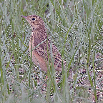 Blyth's Pipit