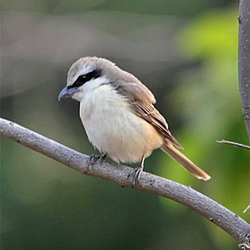 Brown Shrike