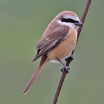Brown Shrike