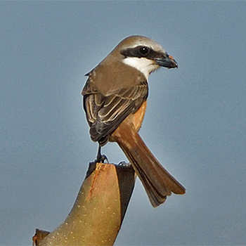 Brown Shrike (<em>lucionensis</em>)