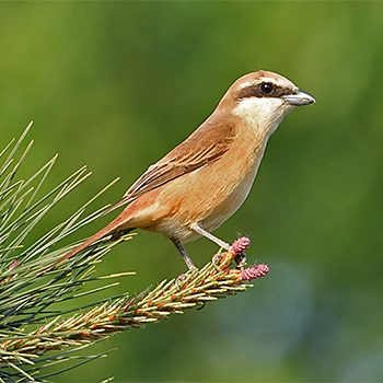 Brown Shrike