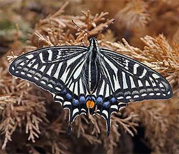 Asian Swallowtail