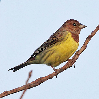Chestnut Bunting