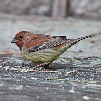Chestnut Bunting