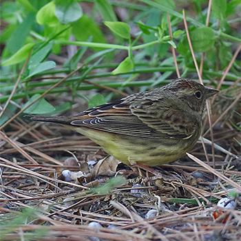 Chestnut Bunting