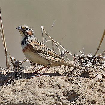 Chestnut-eared Bunting