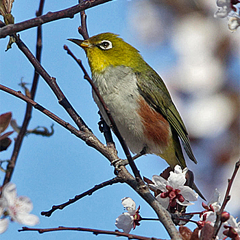 Chestnut-flanked White-eye