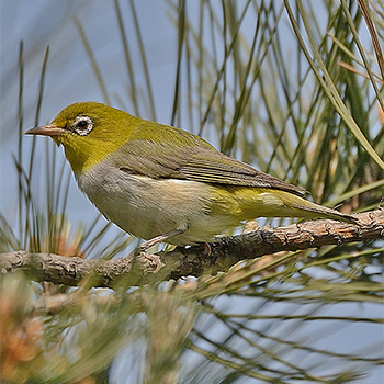 Chestnut-flanked White-eye