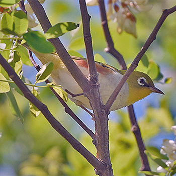 Chestnut-flanked White-eye