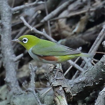 Chestnut-flanked White-eye