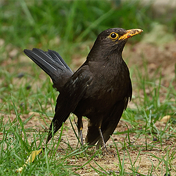 Chinese Blackbird