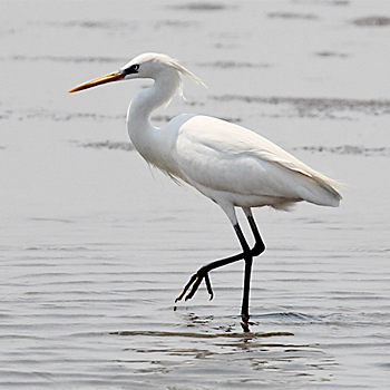 Chinese Egret