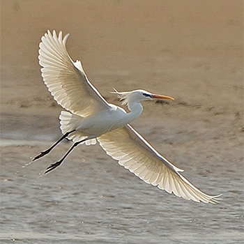 Chinese Egret