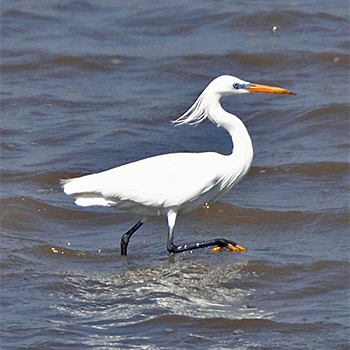 Chinese Egret