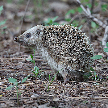 Chinese Hedgehog
