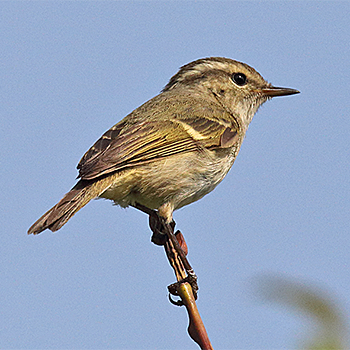 Chinese Leaf Warbler