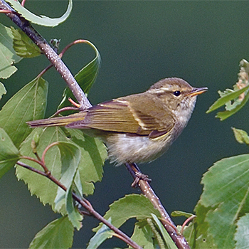 Chinese Leaf Warbler