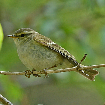 Chinese Leaf Warbler