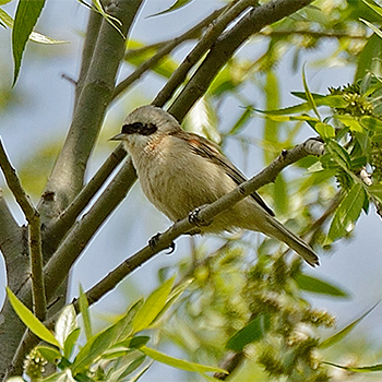 Chinese Penduline-tit