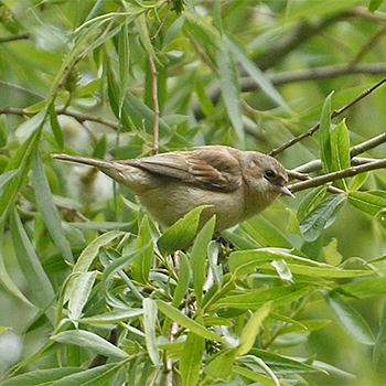 Chinese Penduline-tit