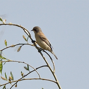 Chinese Penduline-tit