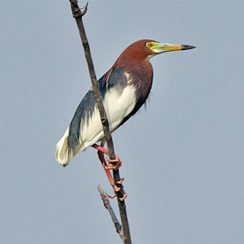 Chinese Pond-heron