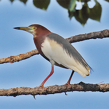 Chinese Pond-heron