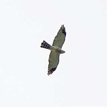Chinese Sparrowhawk