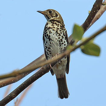Chinese Thrush