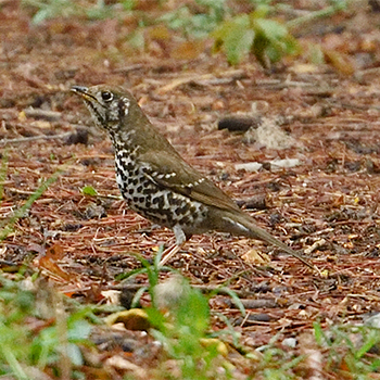 Chinese Thrush