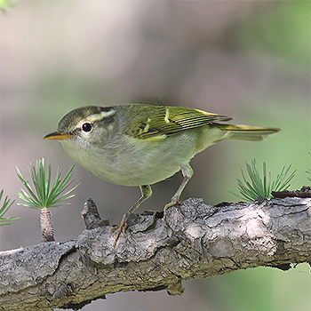 Claudia's Leaf Warbler
