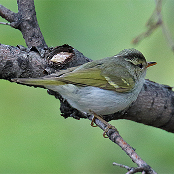 Claudia's Leaf Warbler