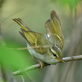 Claudia's Leaf Warbler