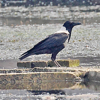 Collared Crow