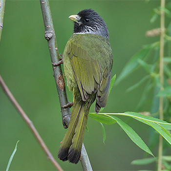 Collared Finchbill